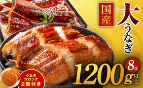 G1262 【数量限定】国産うなぎ 8尾 1200g以上 大サイズ【えびす鰻 うなぎ ウナギ 国産 泉佐野産 1尾160g以上 蒲焼き かばやき 冷凍 うな重 ひつまぶし 惣菜 先行予約】