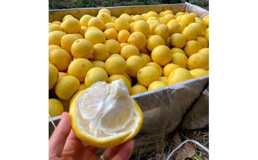 森田さん家の丸神（神谷）文旦（約10kg入り・2Lから5Lサイズ）