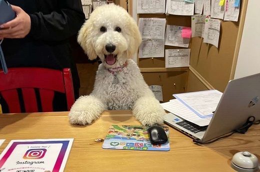 【1.4-7】ペットホテル利用券4,000円分