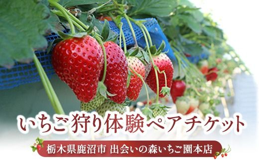 出会いの森いちご園本店 いちご狩り体験 ペアチケット | いちご イチゴ 苺 栃木県 果物 くだもの フルーツ とちおとめ とちあいか 新鮮 贈答 ギフト デザート スイーツ ※2026年5月～発送