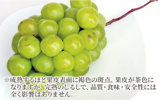 ぶどう 2026年 先行予約 瀬戸 ジャイアンツ 2房（1房480g以上）約1kg 化粧箱入り ブドウ 葡萄 岡山県産 国産 フルーツ 果物 ギフト 薄皮 皮ごと 高糖度 酸味控えめ 甘酸っぱい [№5735-1473]