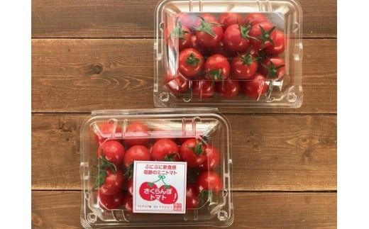 ymɓszy2026NzՌ̈ꗱ!!Ղ̂ڃ~jg}g(v`Ղ) 750gi250g×3pbNj \GT~bg   c_ Yn g}g Ƃ܂  ₳ t[c T_ Z Â J v[g e N s[g lC ] 