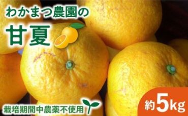 【先行予約】【有機栽培】甘夏 5kg 栽培期間中 農薬不使用 【2025年4月中旬以降順次発送】糸島市 / わかまつ農園 [AHB050] 果物 フルーツ