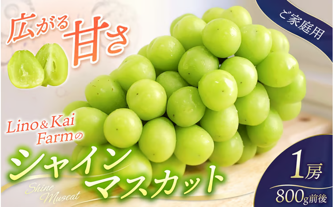 【2026年先行予約】 【ご家庭用】Lino＆Kai Farmのシャインマスカット 1房 （約800g）化粧箱入 / 朝採れ ぶどう 岡山 真庭市 シャインマスカット 高級 ギフト 大粒 果物 贈答 人気 産地直送 国産 数量限定 種なし 某産直サイトで受賞 【linokai007-02】