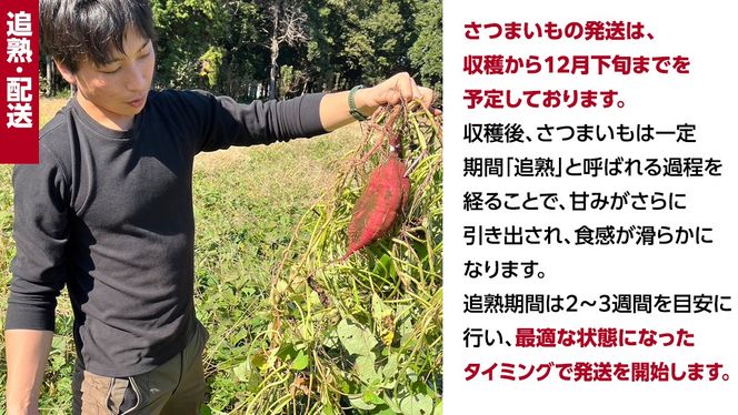 ＼ 選べる内容量 ／ 茨城県産 紅はるか 5kg 10kg 土付き 無選別 熟成 さつまいも 生芋 芋 サツマイモ 甘い 焼き芋 スイートポテト ねっとり つくばみらい市 茨城県産