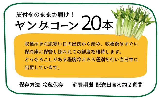 【先行予約2025年12月-2026年4月】 1番遅くて1番早い！？ 朝採れプレミアムヤングコーンを皮付きのまま20本お届け！！