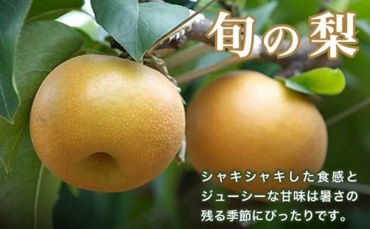 シャインマスカット1房と梨2玉 詰め合わせ ［小布施屋］果物 詰合せ セット フルーツ ぶどう なし シャインマスカット 先行予約 期間限定 冷蔵便 クール便 数量限定 長野県産 信州産 令和7年産 【2025年9月中旬頃～10月下旬頃まで順次発送】 ［A-306］