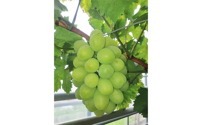 【 2026年 先行予約】 ぶどう 岡山県産 マスカット・オブ・アレキサンドリア 1房（500g以上） 《2026年7月上旬-下旬頃出荷》 葡萄 ブドウ フルーツ 果物 スイーツ 数量限定 期間限定 里庄町 リアム farm