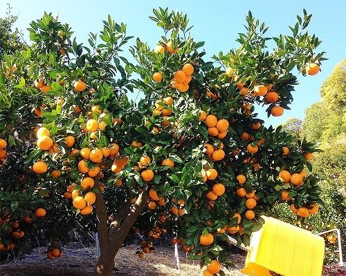 有田みかん  5kg　早生　秀  サイズ混合　安心と味にこだわった  則為園   E008