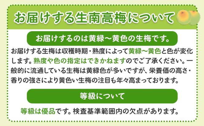 紀州熟南高梅 約2kg 選べるサイズ M ~ 大玉 4L 《2027年6月上旬-6月中旬頃出荷》 和歌山県 日高川町 梅 紀州南高梅 うめ フルーツ 果物---wshg_frsa1_a6_23_18000_2kg---
