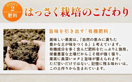 ＜1月より発送＞厳選 はっさく10kg+250g（傷み補償分） ｜ 八朔みかん ハッサク