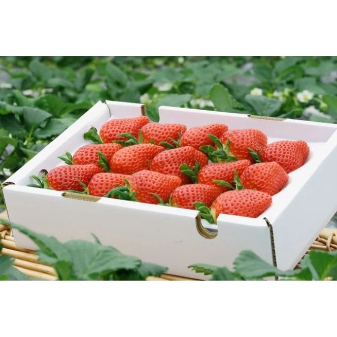 【3回定期便】【来シーズン予約受付】数量限定 幻の京都亀岡産 高級いちご【女峰】1箱分×3回定期便 ※化学肥料・農薬極力不使用《イチゴ 苺 いちご フルーツ 農家直送》 ※2026年1月中旬～5月下旬頃に順次発送予定