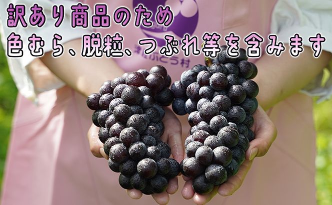 11～12月 津軽ぶどう村 秀品 スチューベン ぶどう 約 3kg  訳あり 家庭用 【 青森ぶどう 青森県鶴田町産 11月 12月 果物 フルーツ ポリフェノール 甘い 高糖度 美味しい 