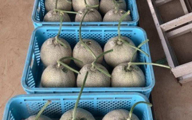 平泉黄金メロン 1玉 Lサイズ 約1.5㎏ 【2026年8月下旬以降より発送】/ メロン マスクメロン 果物 くだもの フルーツ 甘い 旬 産地直送 予約 先行予約【omk001-A】