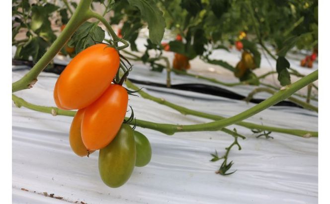 3種類のフレッシュなトマトの味わいが楽しめる　野崎農園　トマトジュースバラエティーセット　180ml×3種類×2本 果汁飲料 野菜飲料 