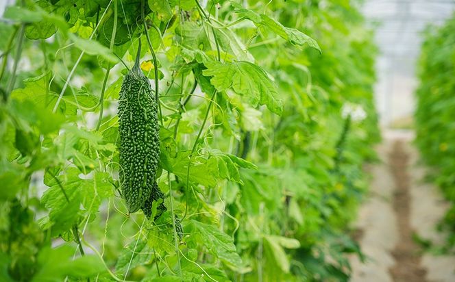 【Farm CRESCERE】ゴーヤー2kg以上 沖縄 大宜味村 ゴーヤー ごーやー チャンプルー 野菜 ふるさと納税 送料無料 沖縄料理 おかず サラダ アレンジ料理 ご当地 郷土料理 ちゃんぷるー 常温 プレゼント 食べ物 2kg