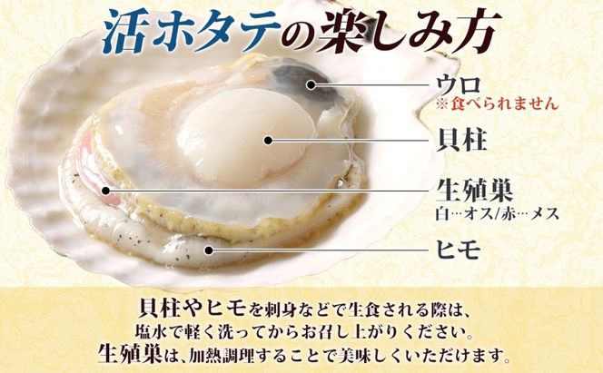 北海道産 活ほたて 2年貝 約4kg 30枚～45枚 2027年1月中旬以降水揚げ次第出荷 ほたて 帆立 ホタテ 生 貝 魚貝 魚介 海産 海鮮 貝柱 噴火湾 刺身 送料無料 北海道 洞爺湖町