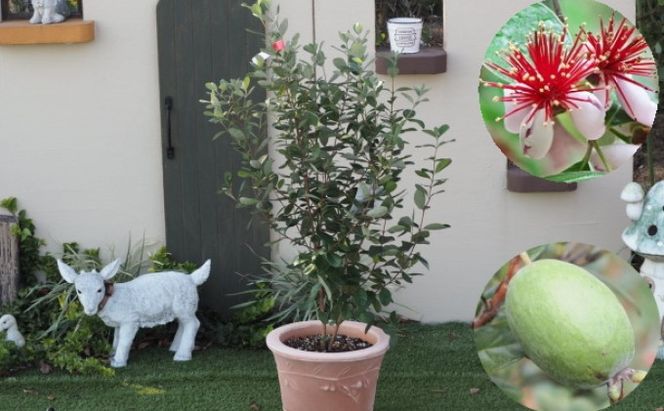 フェイジョアの鉢植え（オリーブ柄テラコッタ鉢30cm）※配送不可：北海道・沖縄・離島 インテリア 観葉植物 緑 癒し トロピカル 果樹 南国 植物 エキゾチック 花 果実 寒さ 強い 病害虫 玄関先 庭 店舗 