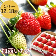 2026年産 加西いちご 数量限定 送料無料 果物類 苺 イチゴ ストロベリー フルーツ くだもの 大粒