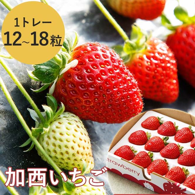 2026年産 加西いちご 数量限定 送料無料 果物類 苺 イチゴ ストロベリー フルーツ くだもの 大粒