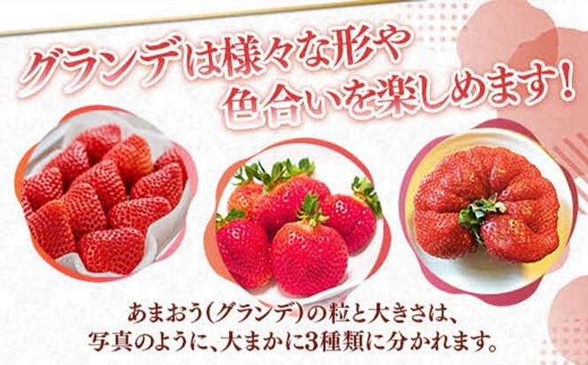 福岡県産 あまおう 500g （250g×2パック） いちご 1月中発送 いちご 苺 フルーツ 果物 くだもの 大粒Gサイズ グランデ 農家直送 大粒 不揃い 福岡県 福岡 九州 グルメ お取り寄せ