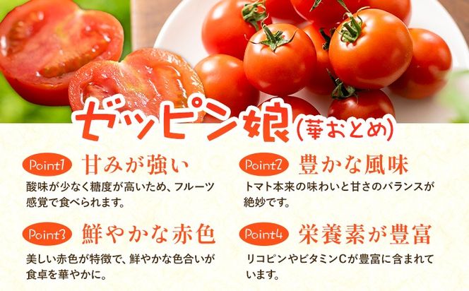 中玉フルーツトマト ゼッピン娘 選べる内容量 1.8kg ×1箱 1.8kg ×2箱 計3.6kg カラフルトマトMIX 《10月中旬～5月末頃出荷》希少な品種 華おとめ 甘い 野菜 結城市産 ゼッピン娘 華おとめ 中玉品種 皮が薄い 薄皮 サラダ 前菜 食材 料理---yuki_fab_5_1800g---