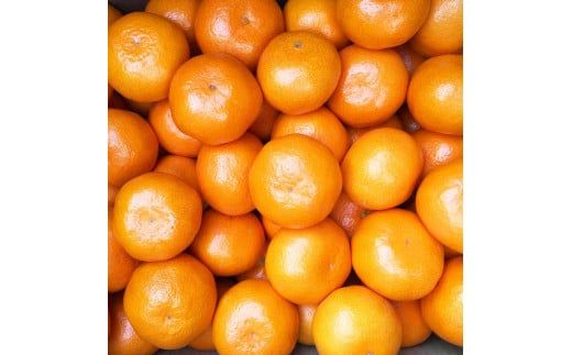 【先行予約】【ご家庭用】和歌山有田みかん約10kg(M、Lサイズ)【美浜町】