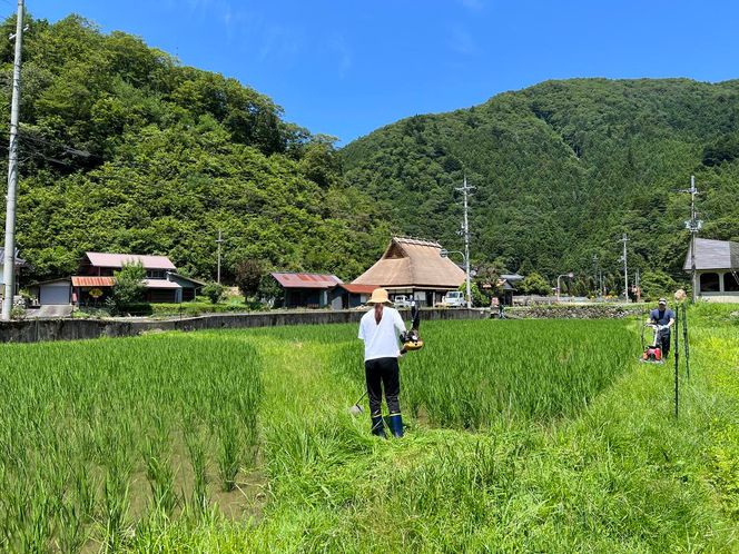 【令和6年度】 料理旅館きぐすりや 特別栽培米 キヌヒカリ 10kg 精米 白米 お米 こめ コメ 減農薬栽培 10キロ 5kg×2 ご飯 ごはん 京都　※9月下旬より順次発送 