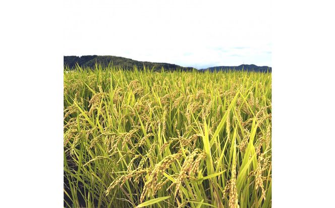 1104.令和7年産　きぬむすめ精米 5kg 313726_CI001