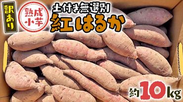 【 訳あり 】 八千代町産 熟成小芋 紅はるか 生芋 土付き 10kg さつまいも サツマイモ 芋 イモ ふるさと納税 6000円 訳アリ [AX054ya]