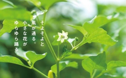 沖縄島とんminiセット【古謝ぐゎー商店】