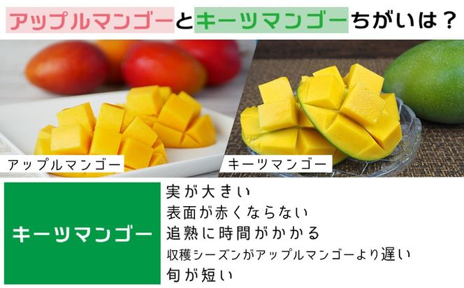 【2027年発送】大宜味村キーツマンゴー約2kg【数量限定】