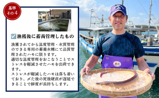 【 小豆島 】テレビで紹介されました！『小豆島島鱧』活け締め骨切り瞬間冷凍 新鮮 海の幸 ハモ