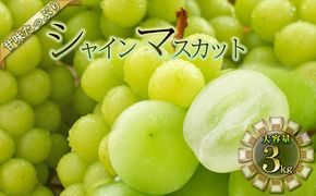シャインマスカット 3kg 果物類 ぶどう フルーツ 
