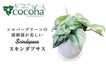 シルバーグリーンの斑模様が美しい『 スキンダプサス 』 糸島市 / cocoha 観葉植物 [AWB030]