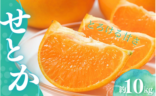 みかん せとか 【先行予約】Lから3Lのサイズ混合 橋本農園のせとか 10kg 【2025年2月下旬から3月下旬に順次発送】 / せとか 露地 L 2L 3L みかん 蜜柑 柑橘 フルーツ 果物 くだもの 先行予約【mht013】