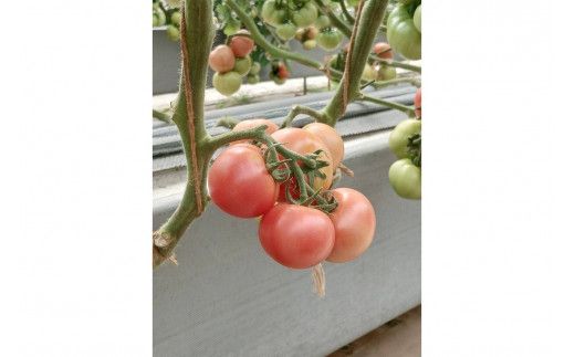 【先行予約】京丹後産・京トマト 2kg（8～10玉） 春夏発送（2026年5月中旬～発送）　JK00033