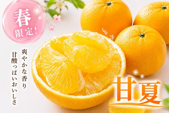 【2027年4月中旬より発送開始】甘夏 5kg【みかん 柑橘 フルーツ デザート】(H116143)