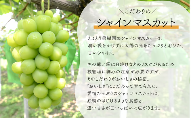 【2026年先行予約】桃も葡萄もしっかり食べたい！旬桃とシャインマスカットの満足便 (定期便) (岡山県産) / 8月10月 【KF-T062-02】