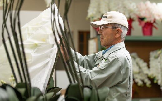 光触媒胡蝶蘭「円(まどか)」白赤 B-1054