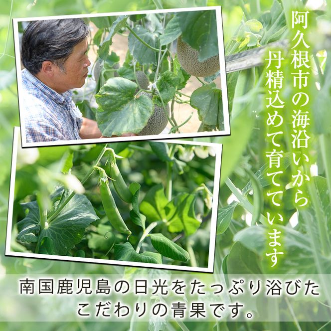 ＜先行予約受付中！2027年1月上旬以降順次発送予定＞ 期間限定！スナップえんどう (計1.5kg) 国産 鹿児島県産 ハウス栽培 野菜 豆 スナックエンドウ 【東新グリーンファーム合同会社】akn062-02