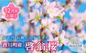 FYN9-603 【12月末お届け】山形県 西川町産 啓翁桜 1束(80cm×10本) 2026年12月下旬から順次発送 年内お届け 年末 年始 正月 元旦 桜 さくら サクラ 花 フラワー 飾り 山形県 西川町 月山