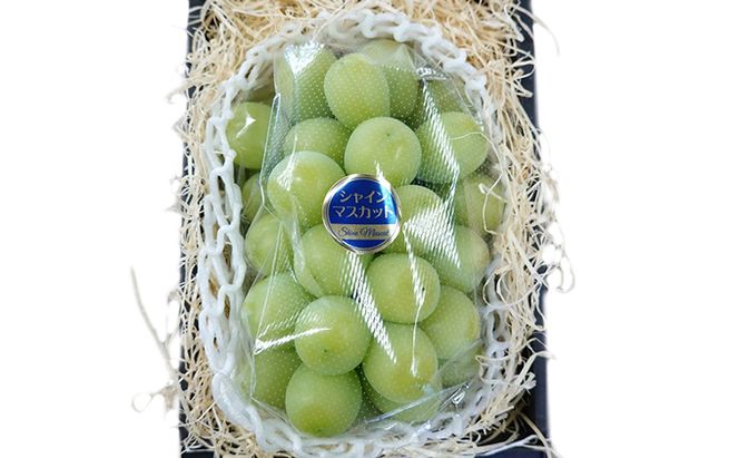 [先行受付] 北海道 仁木町産 シャインマスカット 500g以上 ブドウ 果実 果物類 ぶどう ブドウ 果物 くだもの フルーツ[水田農園]