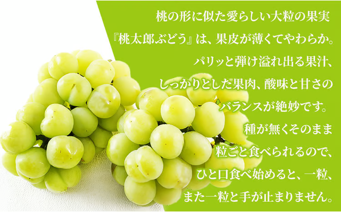 ぶどう 2026年 先行予約 桃太郎 ぶどう 2房（1房480g以上）化粧箱入り ブドウ 葡萄 岡山県産 国産 フルーツ 果物 ギフト 大粒 種なし 果汁たっぷり 酸味 甘さ バランス [№5735-1472]