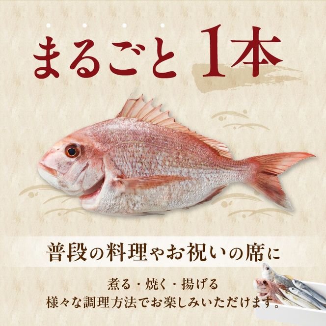 【12ヶ月定期便】大和海商の朝どれ鮮魚直送定期便　2.5kg N072-YZG0141