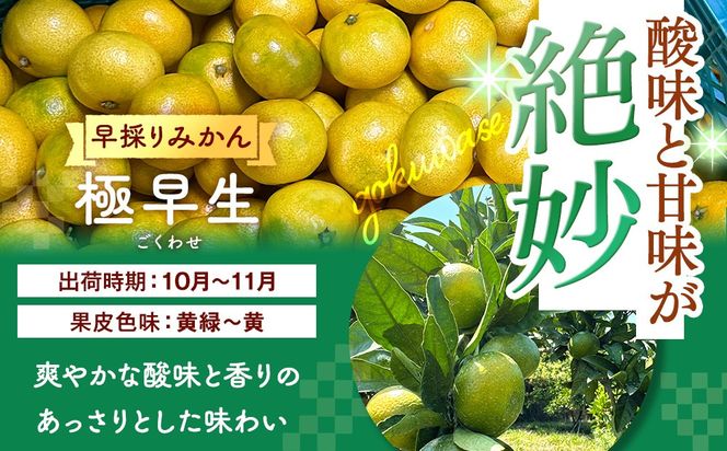 みかん 極早生 山から直送 箱込 2.5kg (内容量約 2.3kg) 採れたてそのままごろごろ規格 有田みかん 和歌山県産 【みかんの会】［2026年10月上旬頃より順次発送予定］みかん 果物 みかん フルーツ みかん 和歌山 みかん 柑橘類 みかん 和歌山県産 みかん 有田 みかん  	AX191