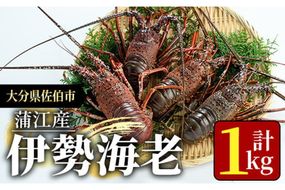 ＜期間限定＞ 大分県産 伊勢海老 (計1kg・約2～5尾) エビ えび 刺身 魚介 海鮮 BBQ 国産 味噌汁【AS128】【海べ (株)】