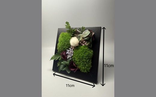 フレームモス(インテリア グリーン 観葉 植物苔 こけ コケ)【002431】