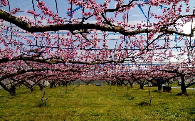 桃 白桃 先行予約 錦の水蜜桃 2kg 約5玉～8玉 もも モモ フルーツ 果物 デザート2026年発送 配送不可:離島 