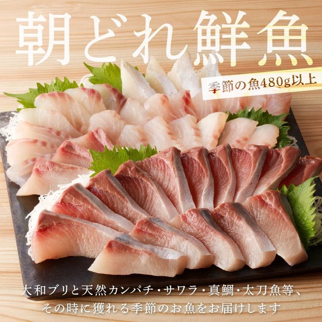 【単月お届け】大和海商　大和のこだわり漁師のお刺身　6人前 N072-YA3338_2